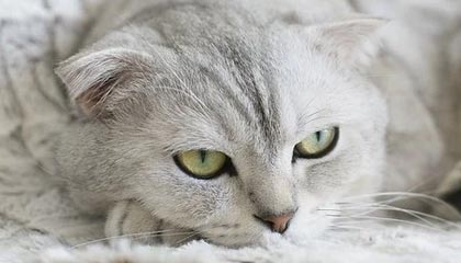 KAIYUNAPP-迪巴拉在意甲连续助攻，状态火爆引发关注，迪巴拉拿过意甲金靴吗