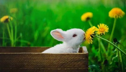 KAIYUNAPP-迪巴拉在意甲连续助攻，状态火爆引发关注，迪巴拉拿过意甲金靴吗